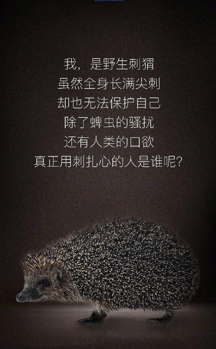 【世界野生动植物日】让我们一起做自然的朋友