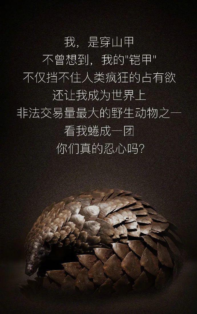 【世界野生动植物日】让我们一起做自然的朋友