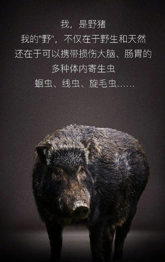 【世界野生动植物日】让我们一起做自然的朋友