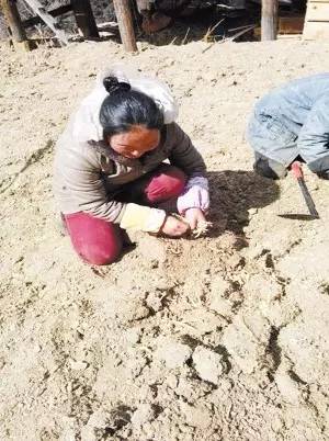 先锋专题丨李瑞英:傈僳山寨领路人(独家微视频+文字) 先锋专题丨李瑞英:傈僳山寨领路人(独家微视频+文字)
