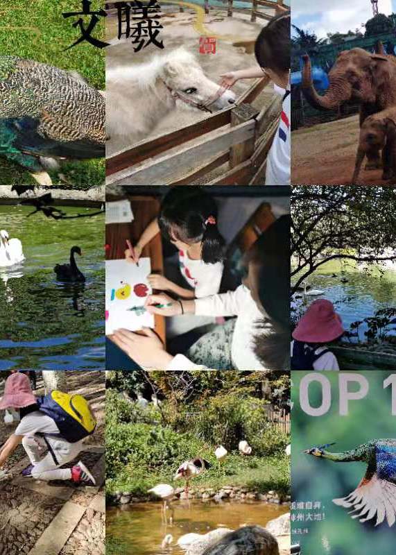 五华外小开展“多样生物 共庆中秋”假期玩伴团实践系列活动 五华外小开展“多样生物 共庆中秋”假期玩伴团实践系列活动