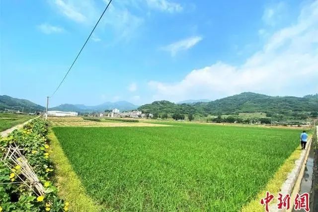 追记“时代楷模”孙丽美:倾情投身乡村振兴一线 追记“时代楷模”孙丽美:倾情投身乡村振兴一线
