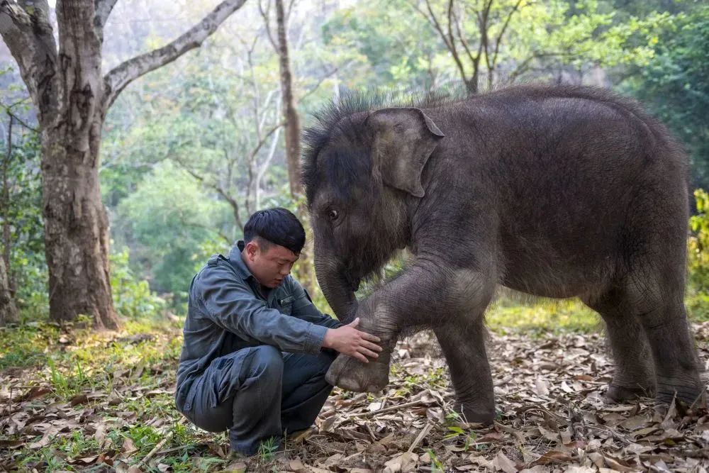 【COP15】在那“象往”的地方，“象爱”的故事还在继续