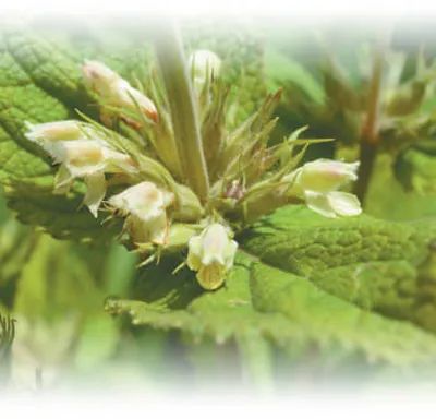 弘扬科学家精神 | 太酷啦！云南这个实验室7年发现600个新物种