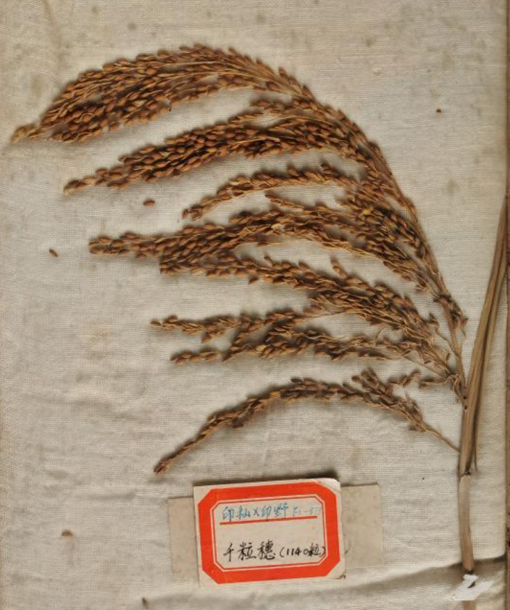 弘扬科学家精神 | “我这辈子都没有懒过”，他被周总理誉为“中国人民优秀的农业科学家”