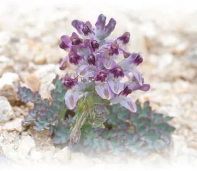 弘扬科学家精神 | 太酷啦！云南这个实验室7年发现600个新物种