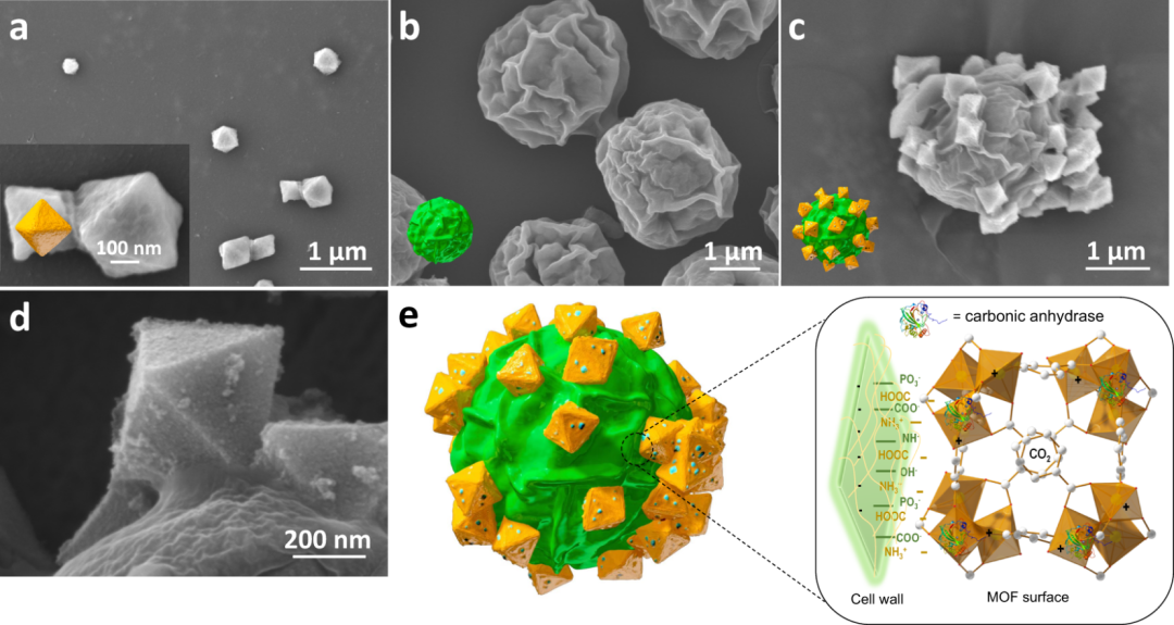 景区湖泊为什么是绿的？是树的倒影？其实归功于它！