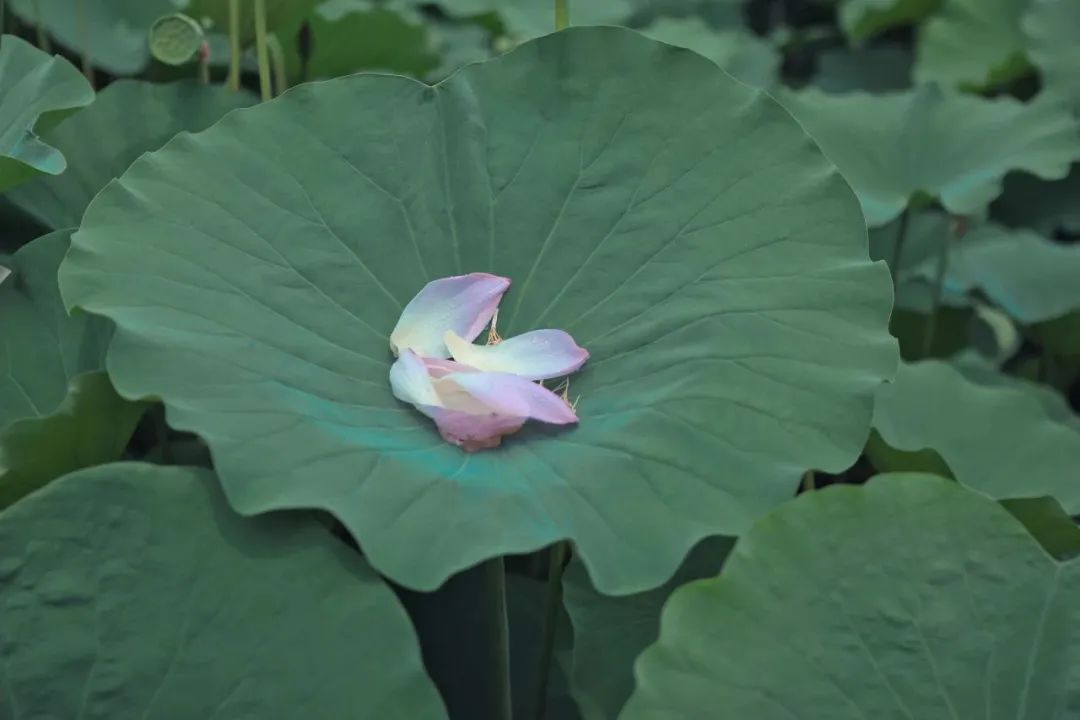今日小暑，中医为大家划出养生重点！