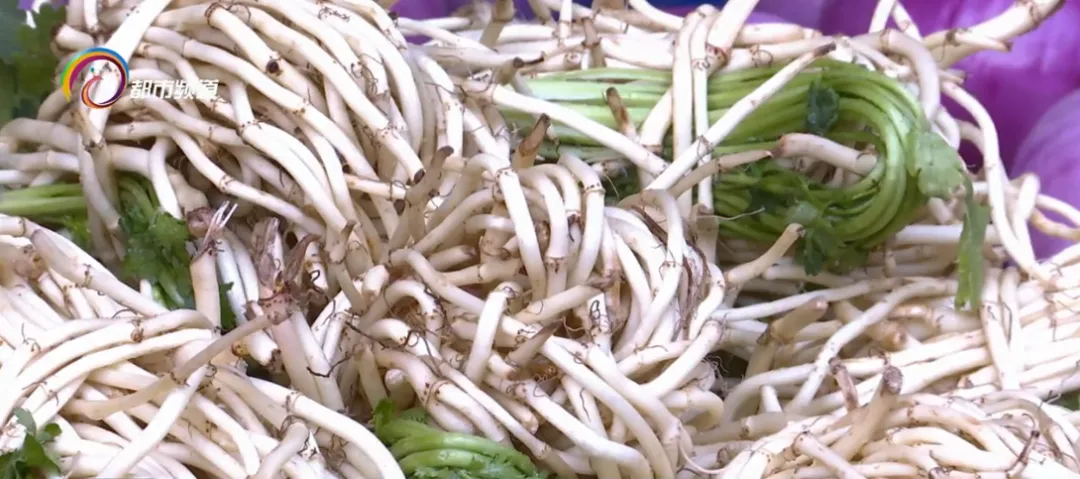 【健康科普】云南这道凉拌菜能治肺炎？医生回应→