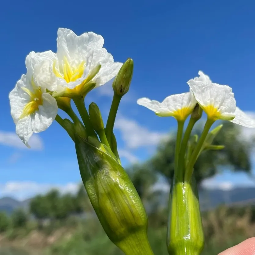 【美好生活在云南】吃“花”群众上线,到篆新,赴一场春的盛“宴” 【美好生活在云南】吃“花”群众上线,到篆新,赴一场春的盛“宴”