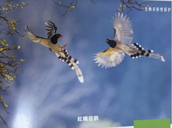 【国际生物多样性日】龙翔小学参加昆明举办的2024年国际生物多样性日宣传活动生物多样性，你我共参与！